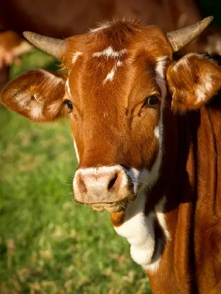 pic 1 grassfed beef